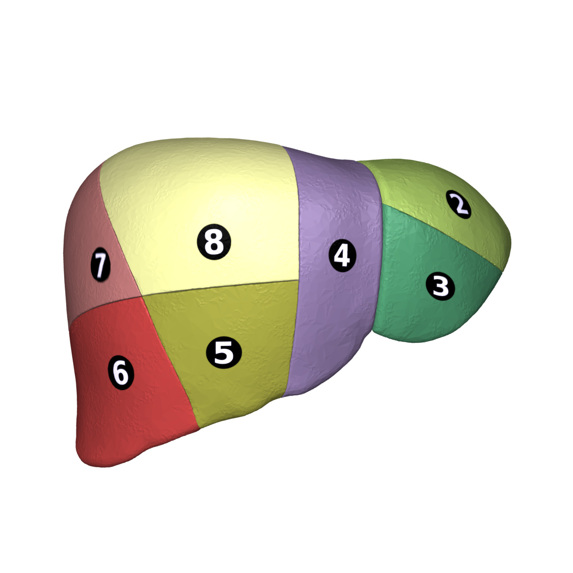 Anterior view of Couinaud liver segments from BodyParts3D / DBCLS. Numbered portal segments, not an operative photograph.