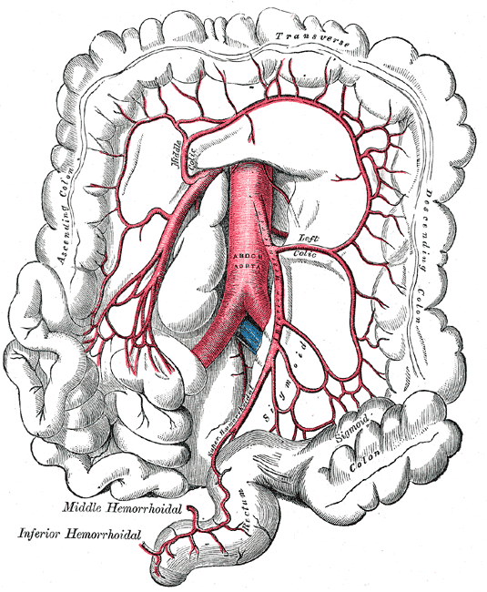 Public-domain Gray plate 537: inferior mesenteric artery and its branches, including the sigmoid and superior rectal vessels.