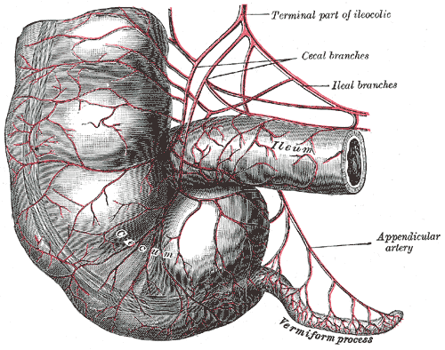 Gray's Anatomy plate of the superior mesenteric artery. Public-domain drawing, not an endoscopic photograph.